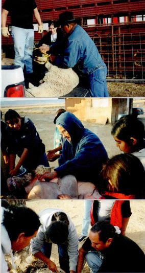 Various snapshots of adults and students engaged in tasks such as shearing wool and tending to sheep. 