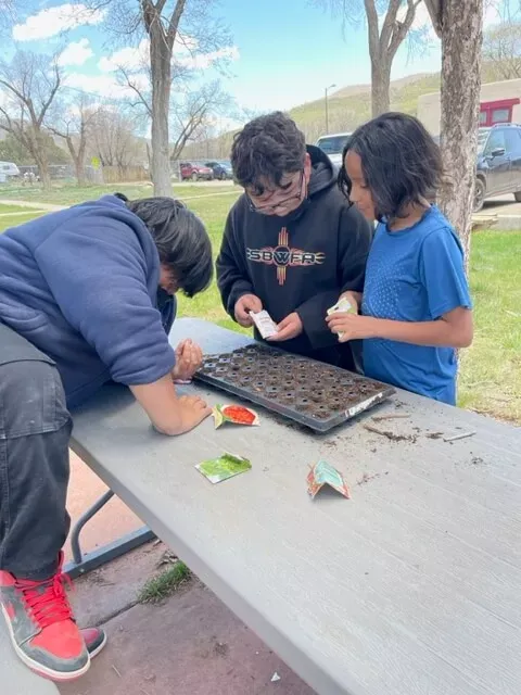 Children at Taos Day School Leaning Over an Outdoor Table and Planting Seeds in Seed Planting Trays.