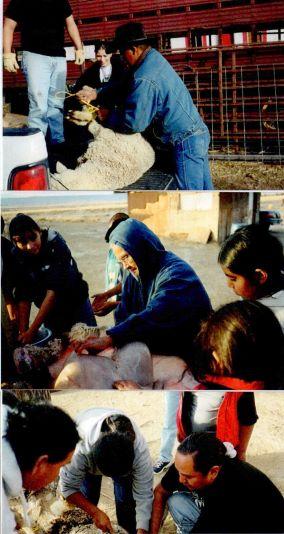 Various snapshots of adults and students engaged in tasks such as shearing wool and tending to sheep. 